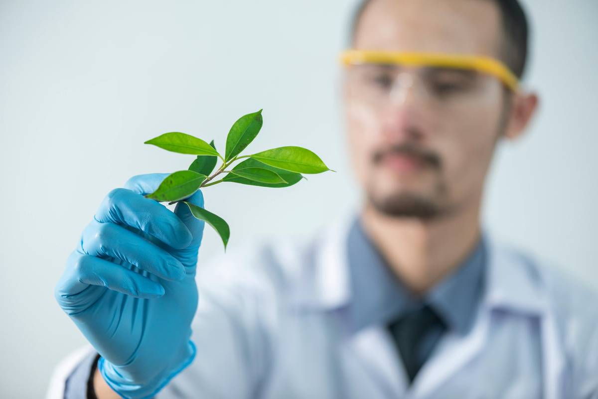 Researcher holding green leaves in a lab